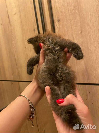 Отдаю котенка в хорошие руки