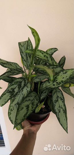 Адениум и другие комнатные цветы. Разные