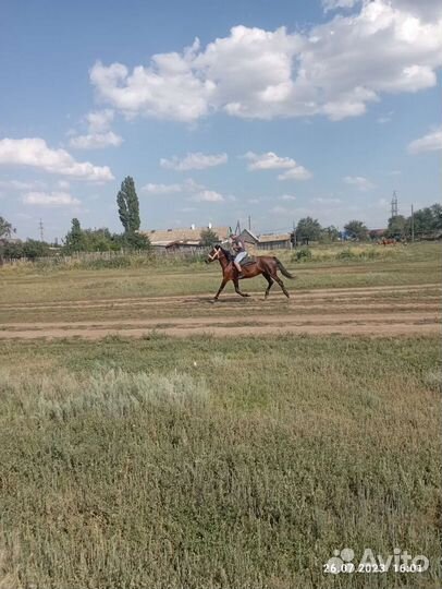 Сжеребчеком 2 месяца