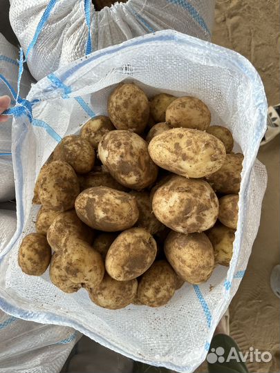 Продаю картофель оптом