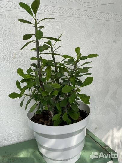 Молочай миля