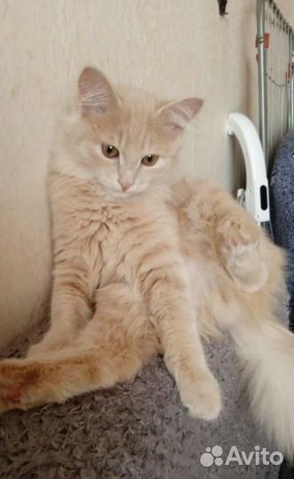 Котенок персиковый