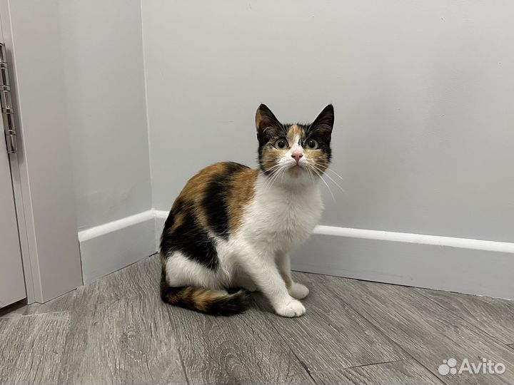 Кошка-крошка в добрые руки