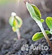 Плодородный грунт