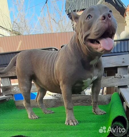 Американский булли