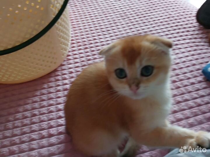 Шотландские котята