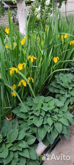 Садовые многолетники.Хоста, мускари и другие