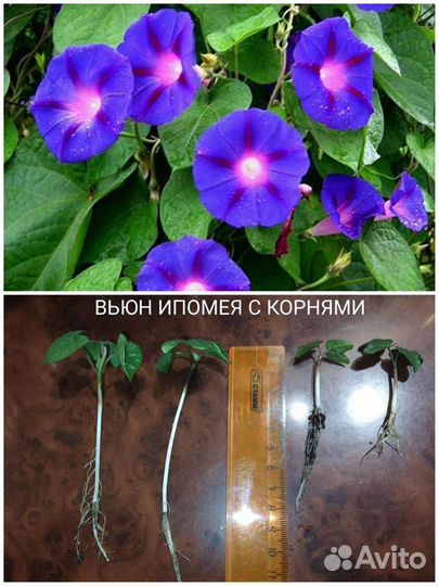 Вьюн Ипомея садовая