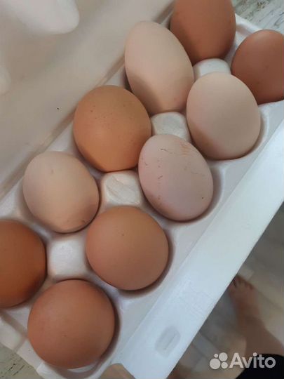 Домашние куриные яйца