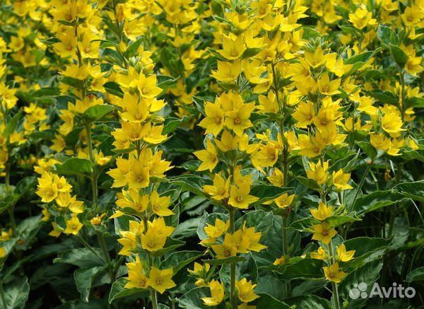 Бадан, вербейник, купена