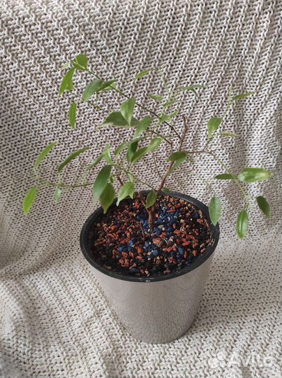 Цветы комнатные,Фикусы