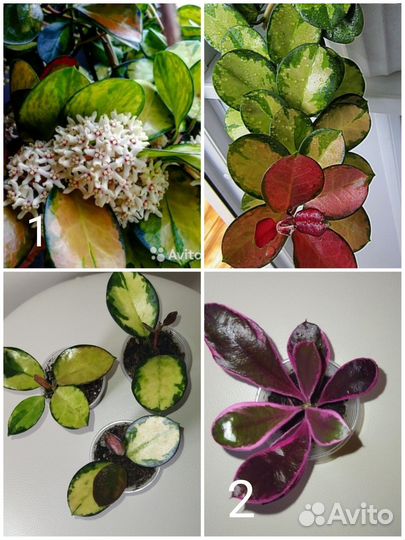 Суккуленты