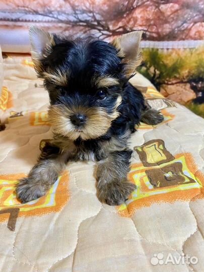 Йоркширский терьер