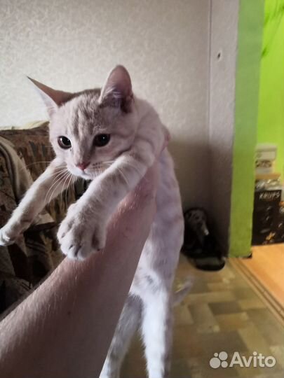 Котейка
