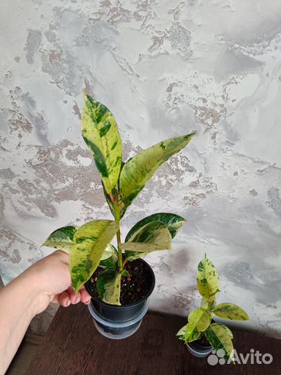 Фикус Шривериана Муншайн (Schrijveriana)