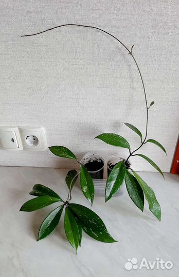 Хойя Пубикаликс. Hoya pubicalix