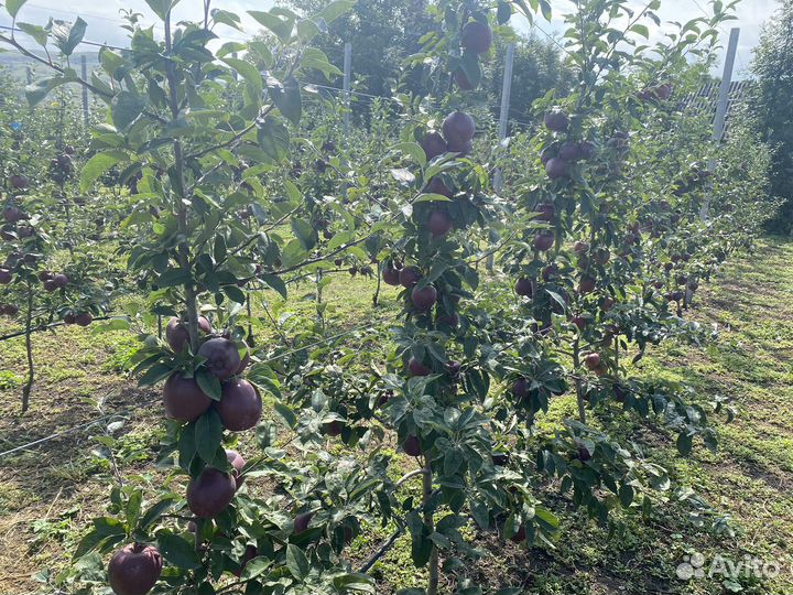 Яблоки джеромини