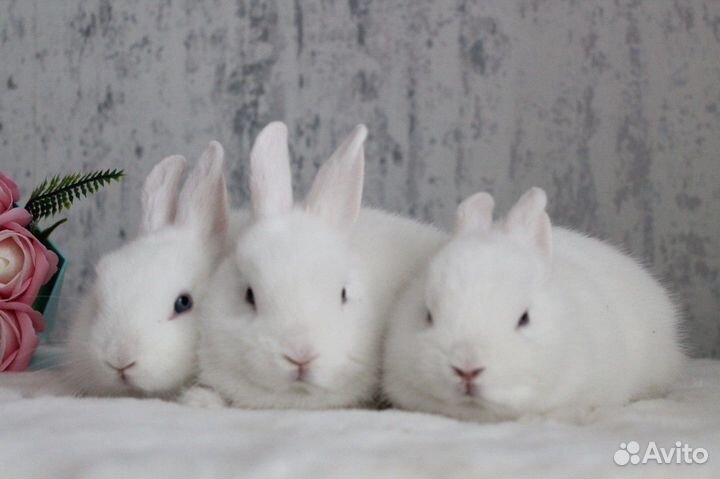 Кролик гермелин мальчик