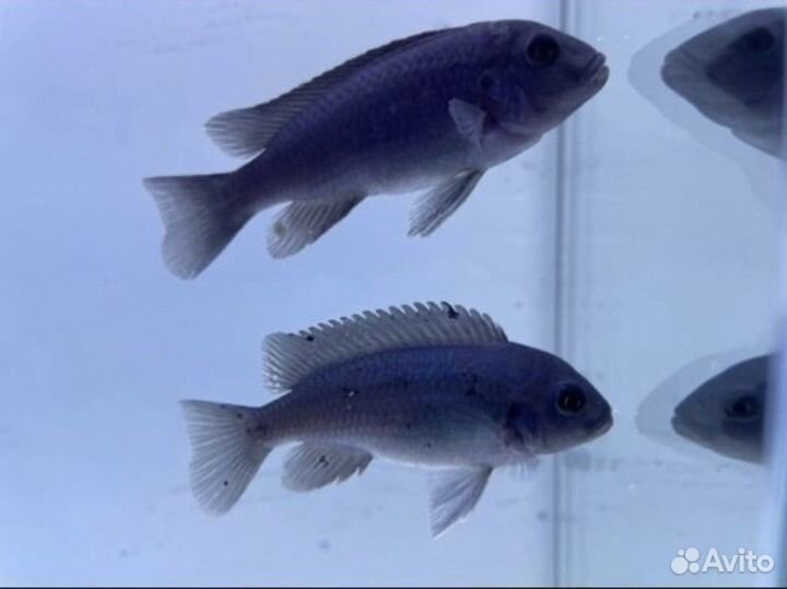 Аквариумные рыбы