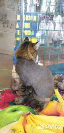 Стрижка животных