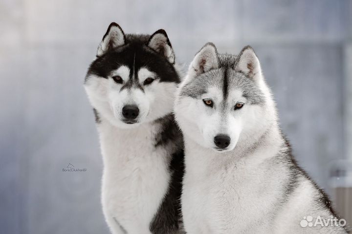 Собаки для фотосессий (Хаски)