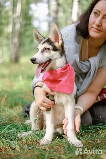 Красивый щенок попал в приют бесплатно, в дар