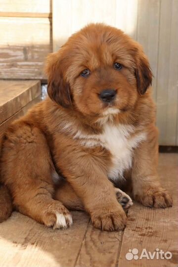 Тибетский мастиф