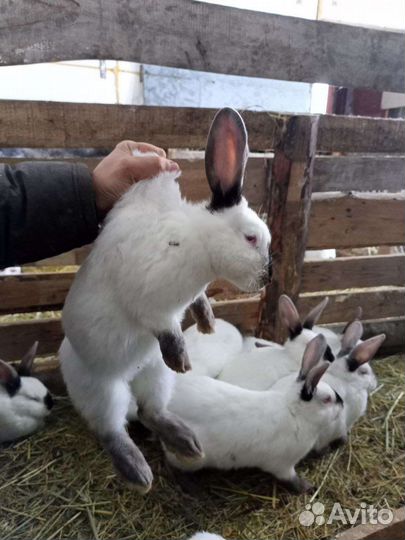 Кролики калифорнийские