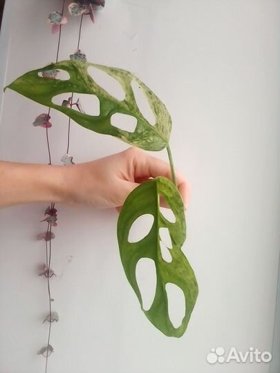 Монстера Адансона Индоминт, церопегии Вуди вар