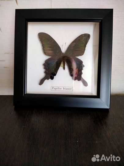 Коллекция бабочек