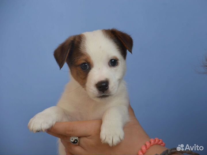 Красивый щенок, документы РКФ