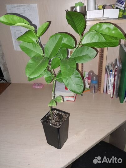 Павловский лимон