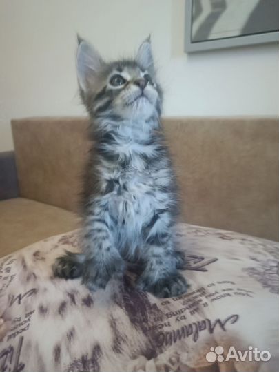 Котята мейн-кун