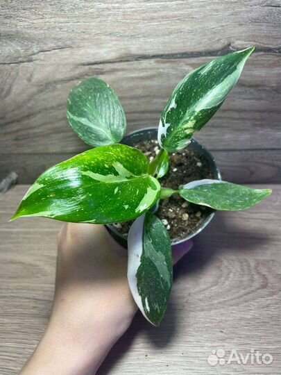 Филодендрон Вайт Принцесс