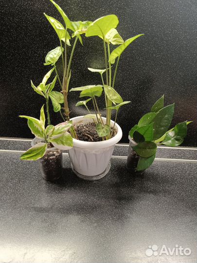 Комнатные растения