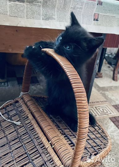 Котята в добрые руки бесплатно