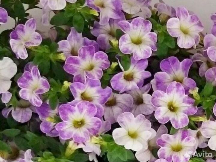 Калибрахоа вегетативная Chameleon Lavender Sorbet