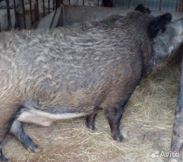 Поросята венгерская мангалица