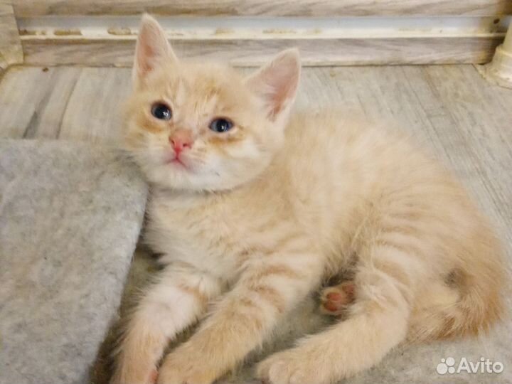 Кошка в дар бесплатно