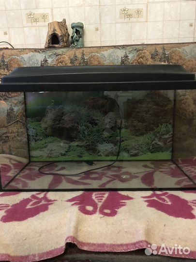 Рыбки и аквариумы