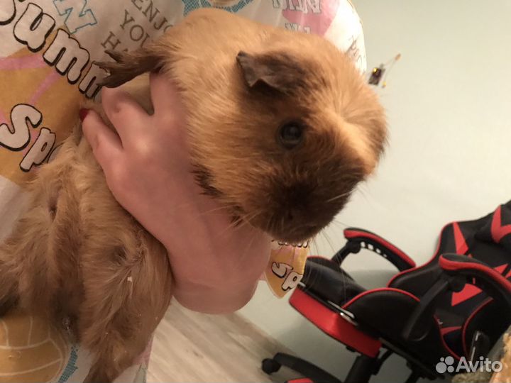 Морская свинка