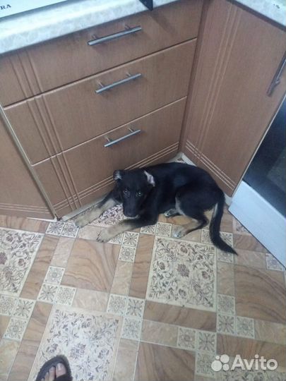 Щенок в добрые руки бесплатно