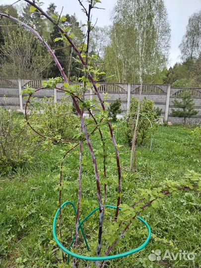 Малина Кумберленд саженцы