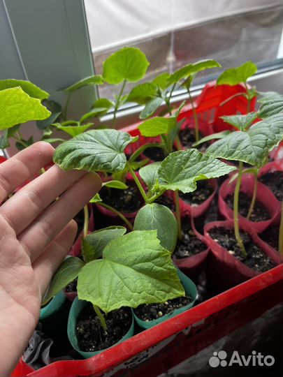 Рассада огурцов