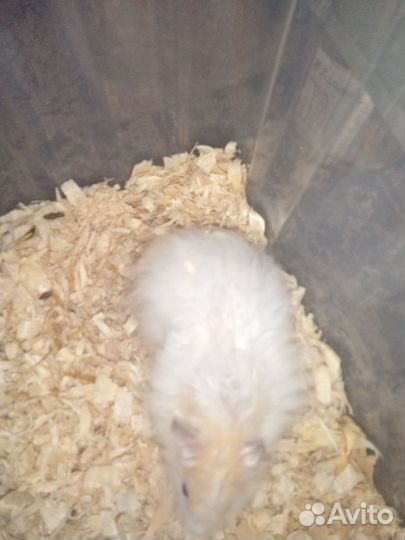 Продам Хомяков