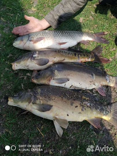 Рыбалка, пруд Зеркальный