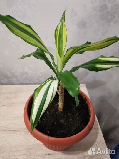 Драцена деремская