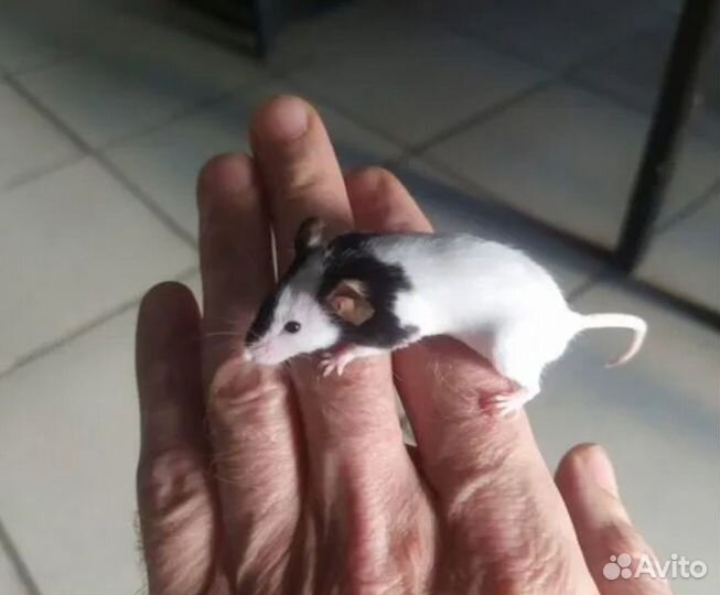 Добрые грызуны