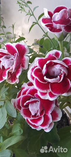 Глоксиния махровая