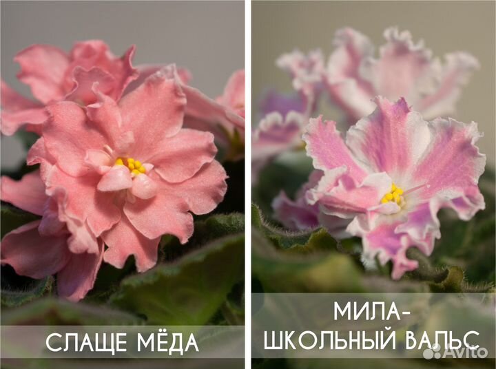 Сортовые фиалки (набор стартеров)